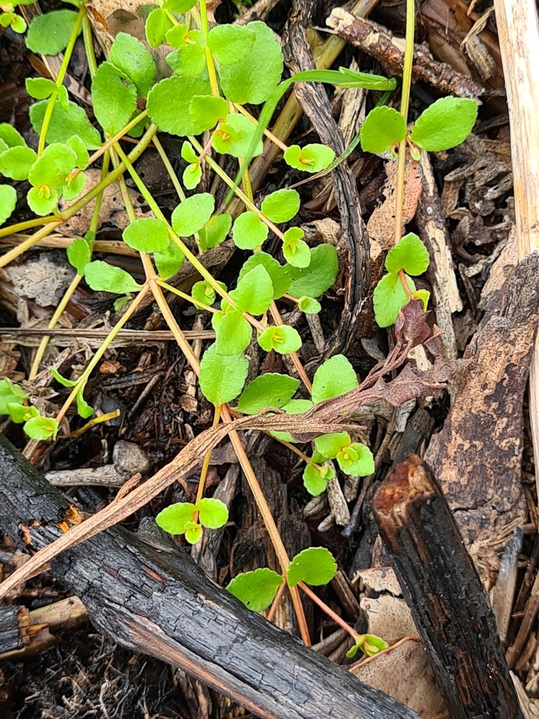 creeping raspwort in February 2022 by Robert Lawrence · iNaturalist