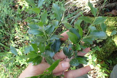 Pleurostylia capensis