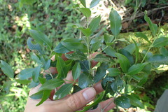 Pleurostylia capensis