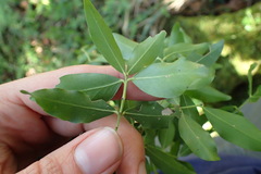 Pleurostylia capensis