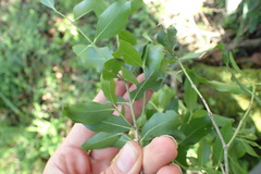 Pleurostylia capensis