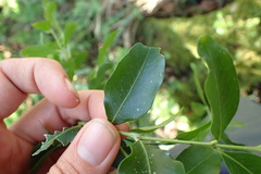 Pleurostylia capensis