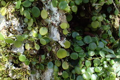 Peperomia bangroana