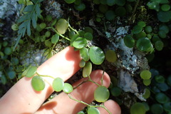 Peperomia bangroana
