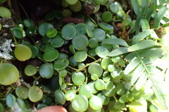 Peperomia bangroana