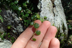 Peperomia bangroana