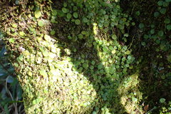 Peperomia bangroana