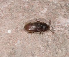 Aulonothroscus elongatus