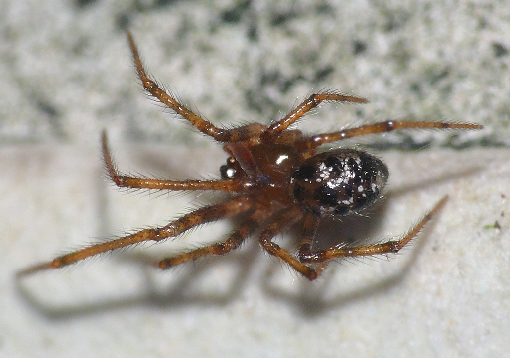 Spinembolia