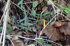Secamone filiformis