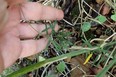 Secamone filiformis