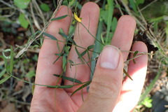Secamone filiformis
