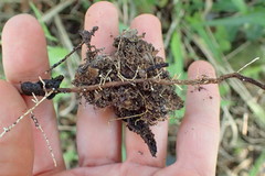 Secamone filiformis