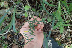Secamone filiformis