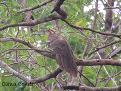 Dromococcyx phasianellus