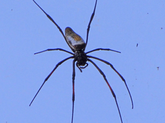 Trichonephila inaurata
