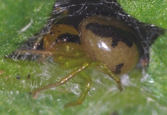 Lysiteles