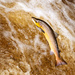 Atlantic Salmon - Photo (c) stproc, some rights reserved (CC BY-NC)