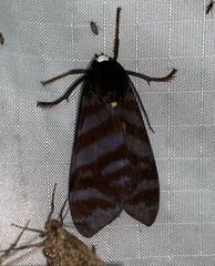Pachydota drucei