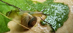 Bradybaena similaris