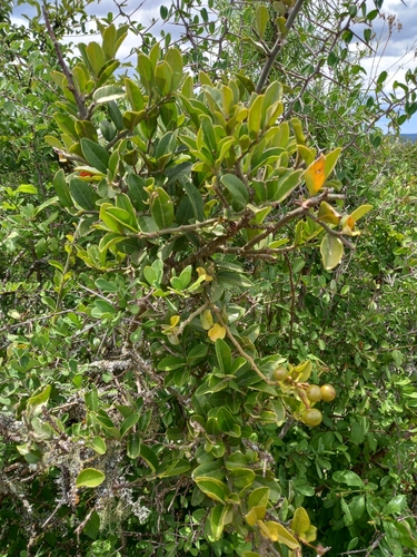 Image of Capparis sepiaria by (c) Christiaan Viljoen, some rights reserved (CC BY)