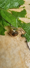 Bradybaena similaris