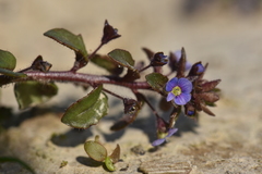 Veronica acinifolia