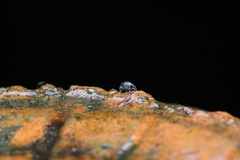 Nanophyinae