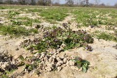 Veronica acinifolia