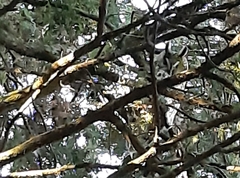 Asio otus