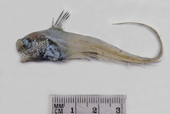 Lucigadus microlepis