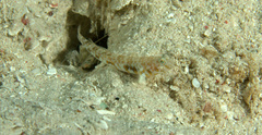 Alpheus floridanus