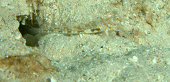 Alpheus floridanus