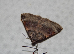 Pericyma atrifusa