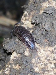 Porcellio dispar