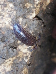 Porcellio dispar