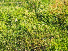 Zoysia pacifica
