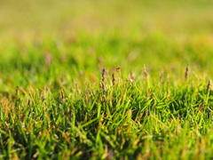 Zoysia pacifica