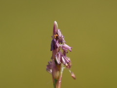 Zoysia pacifica