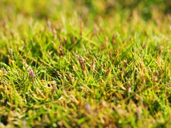 Zoysia pacifica