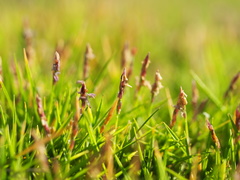Zoysia pacifica