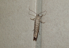 Yponomeuta fumigatus
