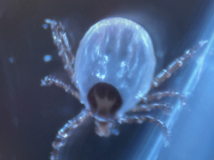 Ixodes uriae