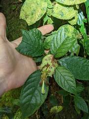 Burmeistera cyclostigmata