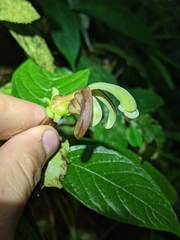 Burmeistera cyclostigmata