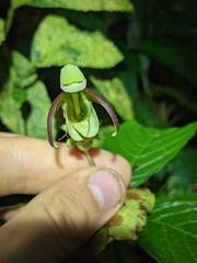 Burmeistera cyclostigmata