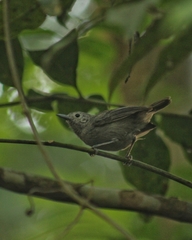 Myrmotherula unicolor