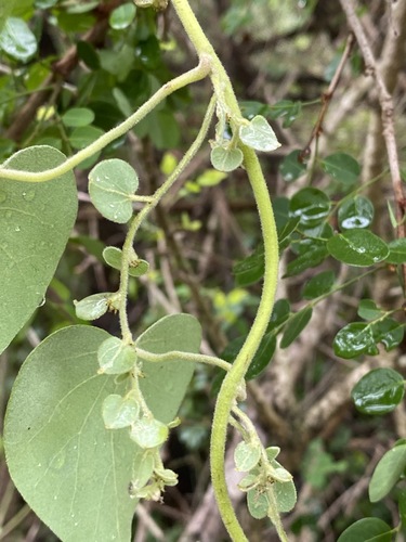 Cissampelos mucronata image