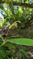 Burmeistera cyclostigmata