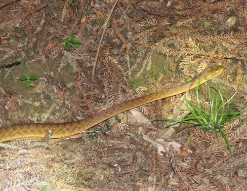 Brown Tree Snake sighting
